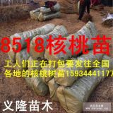 8518核桃苗基地****今日8518核桃苗批發(fā)