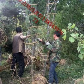 占地白皮松多少钱一棵？北京3米占地白皮松采购地