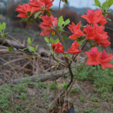 映山紅營(yíng)養(yǎng)杯小苗