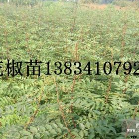 花椒树苗 1年生花椒树苗 0.6公分花椒树苗+狮子头花椒苗