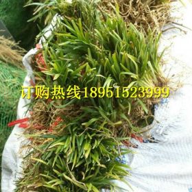 玉龙草 麦冬草 小叶麦冬草 细叶麦冬草 金边麦冬草价格