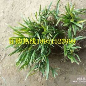 2017年玉龙草价格玉龙草图片玉龙草多少钱一斤玉龙草种植基地