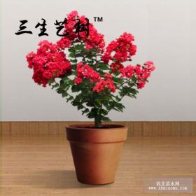 盆景批發(fā)市場(chǎng) 江西紫薇盆栽批發(fā)價(jià)格 新品種紫薇