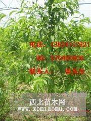 5公分紅葉碧桃