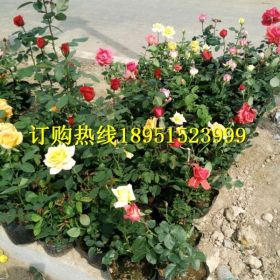 月季花价格月季花图片月季花多少钱一颗月季花报价