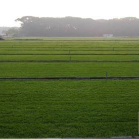 岳阳买草皮，价格便宜基地近