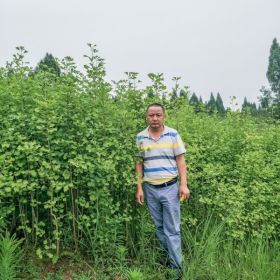 四川出售自家土地種十萬株銀杏苗