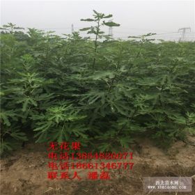 无花果树苗适合什么时间种植？新品种无花果树苗的价格多少