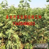 種植無花果樹苗什么品種好-無花果苗價(jià)格