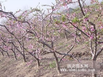 今日处理5公分-6公分-8公分-10公分占地桃树基地