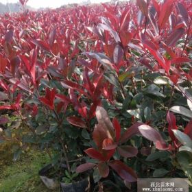 卖南方红叶石楠小苗圃基地上盆苗在哪里买报价格是多少钱容器袋苗