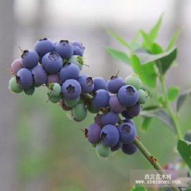 芬蒂蓝莓苗基地 出售优质芬蒂蓝莓苗