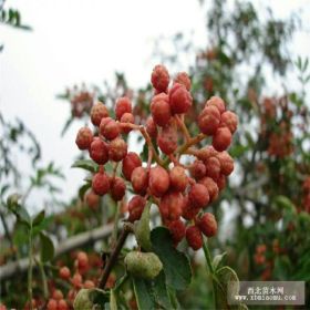 一年花椒苗 两年花椒苗 花椒苗品种 介绍