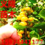 農(nóng)大8號鈣果樹苗多少錢一棵？？？