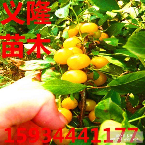 農(nóng)大8號(hào)鈣果樹苗