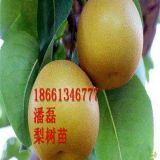 梨樹(shù) 梨苗 梨樹(shù)苗 新品種梨樹(shù)苗 梨樹(shù)苗多少錢一棵