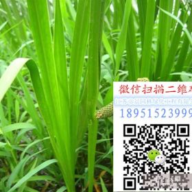 2017黄菖蒲价格黄菖蒲图片黄菖蒲多少钱一颗