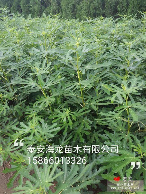 青皮无花果苗