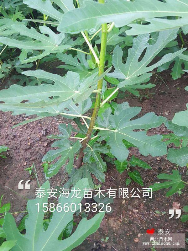 紫果无花果苗