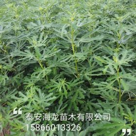 玛斯义陶芬无花果苗、麦斯义陶芬无花果苗价格