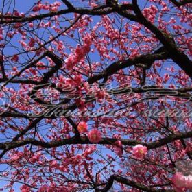 骨紅朱砂梅_梅花樹價格 梅花樹多少錢