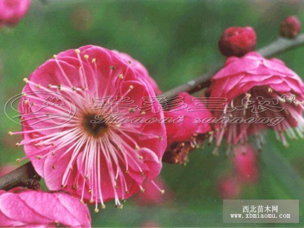 浙江梅花小苗