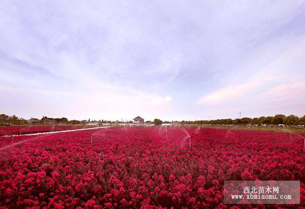 許昌、漯河 紫紅紫薇