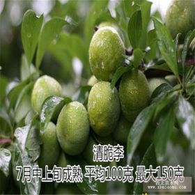 李子苗的栽培技術(shù) 青脆李 泰安李子苗種植基地