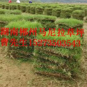 南昌公路綠化護坡草皮