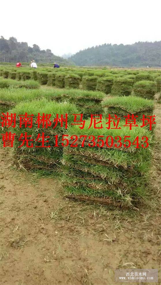 马尼拉草皮