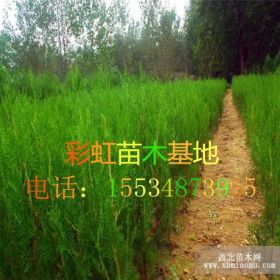 侧柏苗-50高侧柏苗-80公分侧柏苗-侧柏苗价格