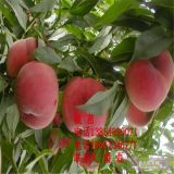 金秋紅蜜桃樹(shù)苗；金秋紅蜜桃樹(shù)苗價(jià)格多少