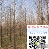 10公分水杉價格 12公分水杉多少錢一顆 水杉種植基地