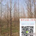 10公分水杉價(jià)格 12公分水杉多少錢一顆 水杉種植基地