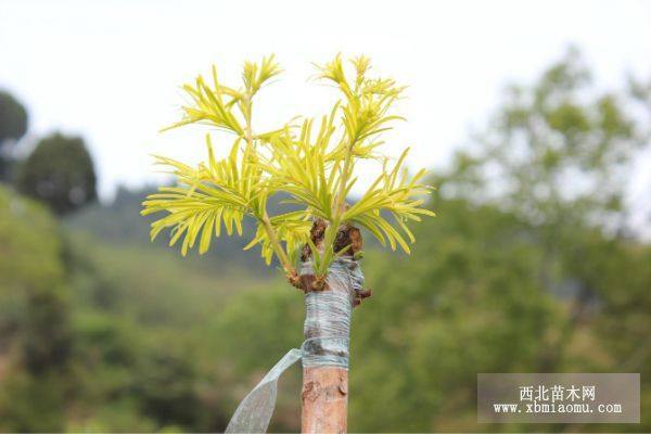 金葉水杉