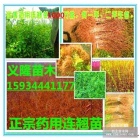 连翘苗哪里有==连翘苗哪里有==山西药用连翘苗种植基地