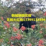 韓城花椒苗價格  無刺大紅袍花椒苗 花椒樹價格