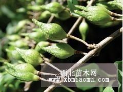 连翘苗价格***今日连翘苗价格