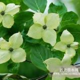 四照花價(jià)格 四照花多少錢一棵