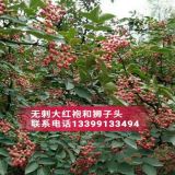 韓城大紅袍花椒苗韓城無(wú)刺花椒苗花椒苗怎么培育