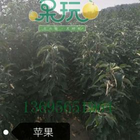 果玩蘋果保證品種各種規(guī)格