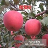 山東二年煙富8號(hào)蘋果苗價(jià)格 1公分煙富0號(hào)蘋果苗行情