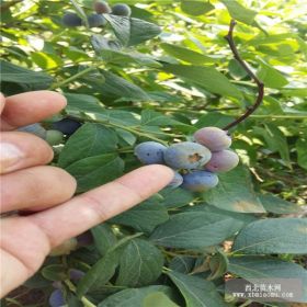 基地供应三年蓝莓苗