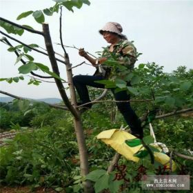 嫁接核桃苗哪里有……核桃苗多少钱一棵……香玲核桃苗价格