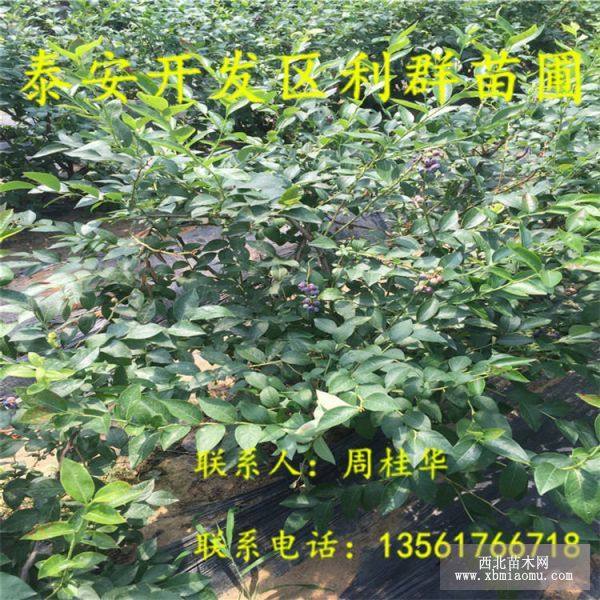 山东蓝莓树苗