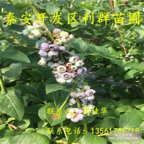 山东蓝莓树苗