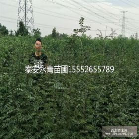 大红袍花椒苗价格  大红袍花椒苗多少钱一棵