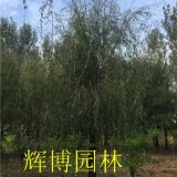 15公分白蠟價格產(chǎn)地分布