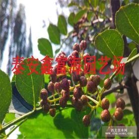 鑫富海花椒苗种植基地 花椒苗批发价格