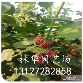 廣東求購樹莓苗 紅樹莓苗批發基地 黑樹莓苗 樹莓苗哪里有